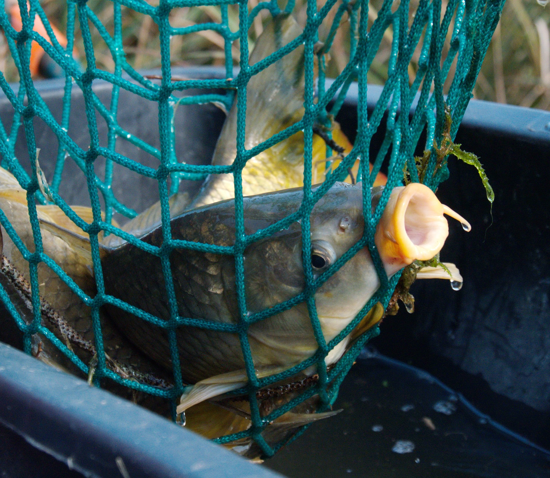 У Запоріжжі екоінспектор налагодив браконьєрський вилов риби
